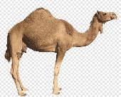 CamelHand